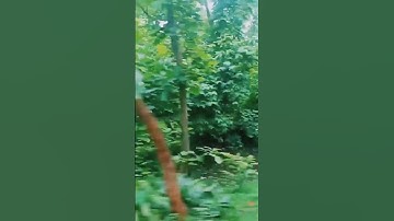 Thumbnail of #explorepage #nature #trending #song #trees