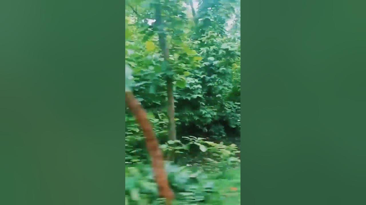 #explorepage #nature #trending #song #trees