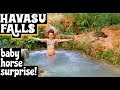 Havasu Falls Backpacking Baby Horse Surprise!