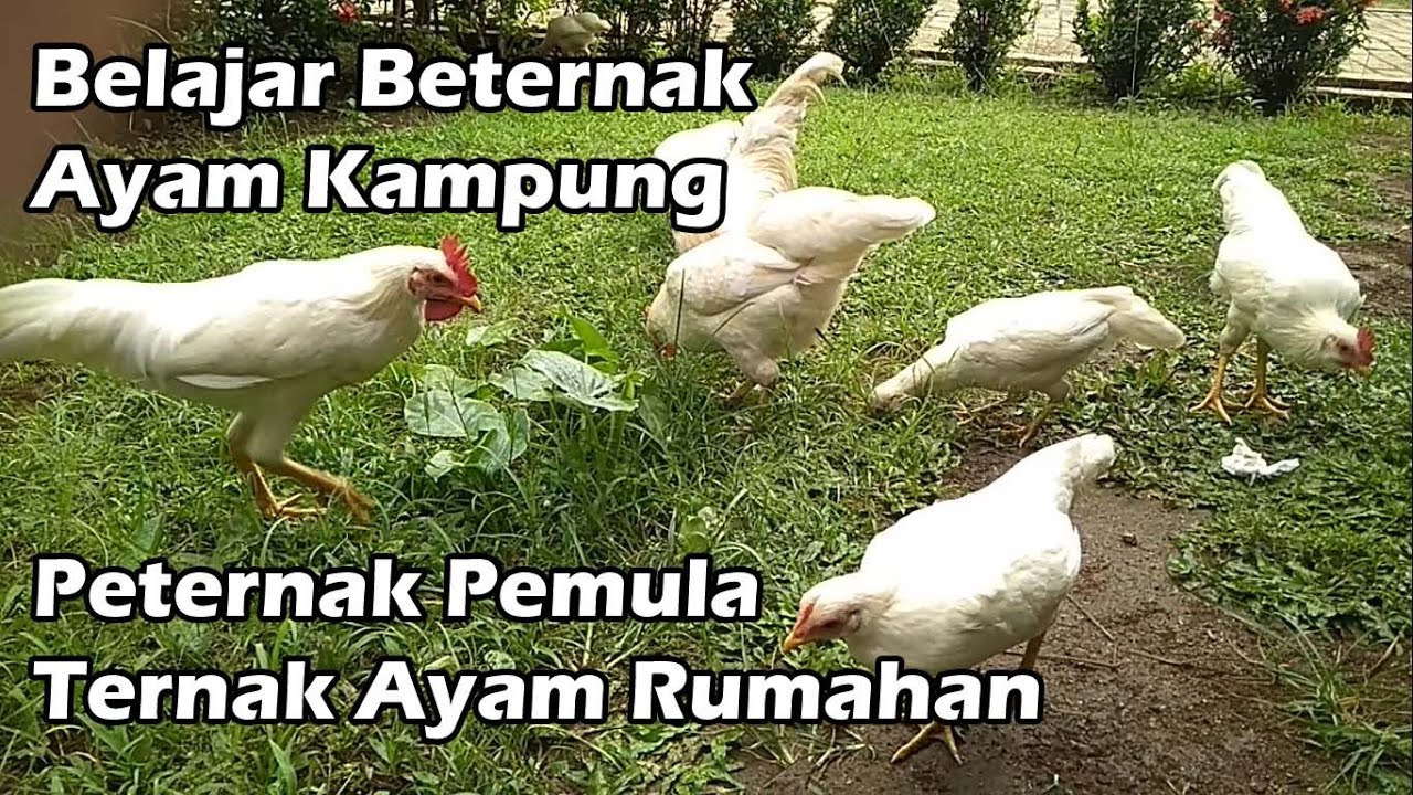 TERNAK AYAM KAMPUNG RUMAHAN | UMUR 1 MINGGU SUDAH BERTELUR 
