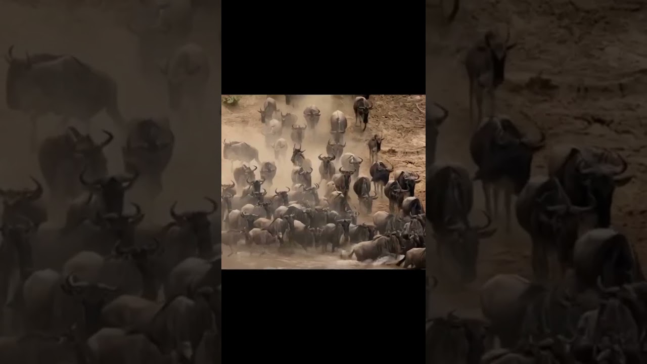 Serengeti Wildebeest Migration