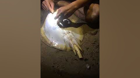 Cau cá đuối Phan rí