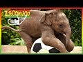 🐘 Zoboomafoo 243 | Talk to Me | Animal shows for kids | Full Episode | HD 🐘 Mp3 Song