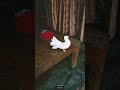 Lakkha Kabutar 🕊️ #pigeon #trending #shorts #viral #shortsviral #trendingshorts #viralvideo #answer