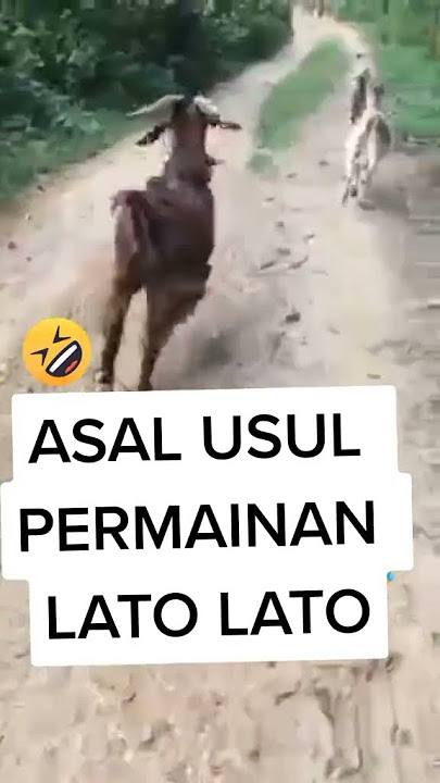 kambing main lato lato