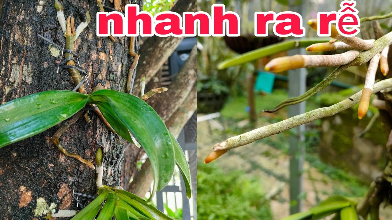 Thử cách này sẽ giúp cây lan nhanh ra rễ hơn - YouTube
