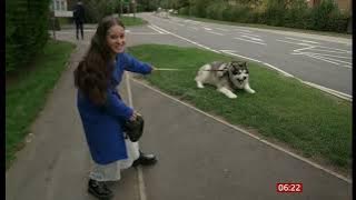 Mal the 13-stone Alaskan Malamute up to more things (2) (fun story) (UK) 26/Oct/2025