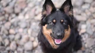Cali the Chodsky Pes