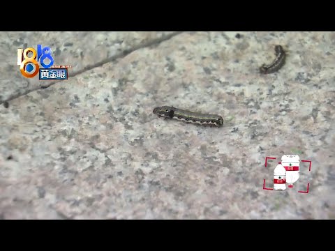 【1818黄金眼】小区内出现大量夜蛾幼虫，希望“彻底根除”