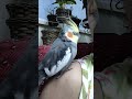 No colo da mamãe fico feliz.