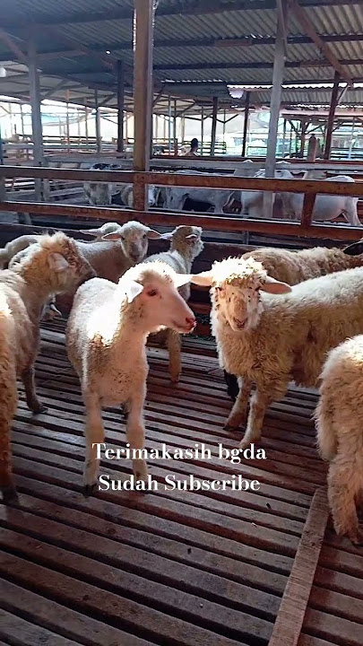 Merino alamat kisaran wa0822 4879 7901 #domba #dombakontes
