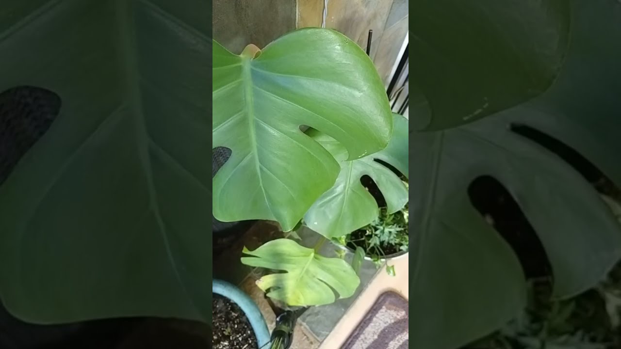 happy saturday everyone