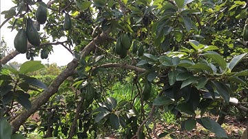 🌳 Bán 3 Sào 7 ( 3.700m2 ) Giá 2,5 Tỷ Vườn Bơ Mít Tại Xã Bảo Bình , Huyện Cẩm Mỹ , Tỉnh Đồng Nai