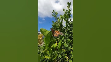 Butterfly stuck in a spiders web