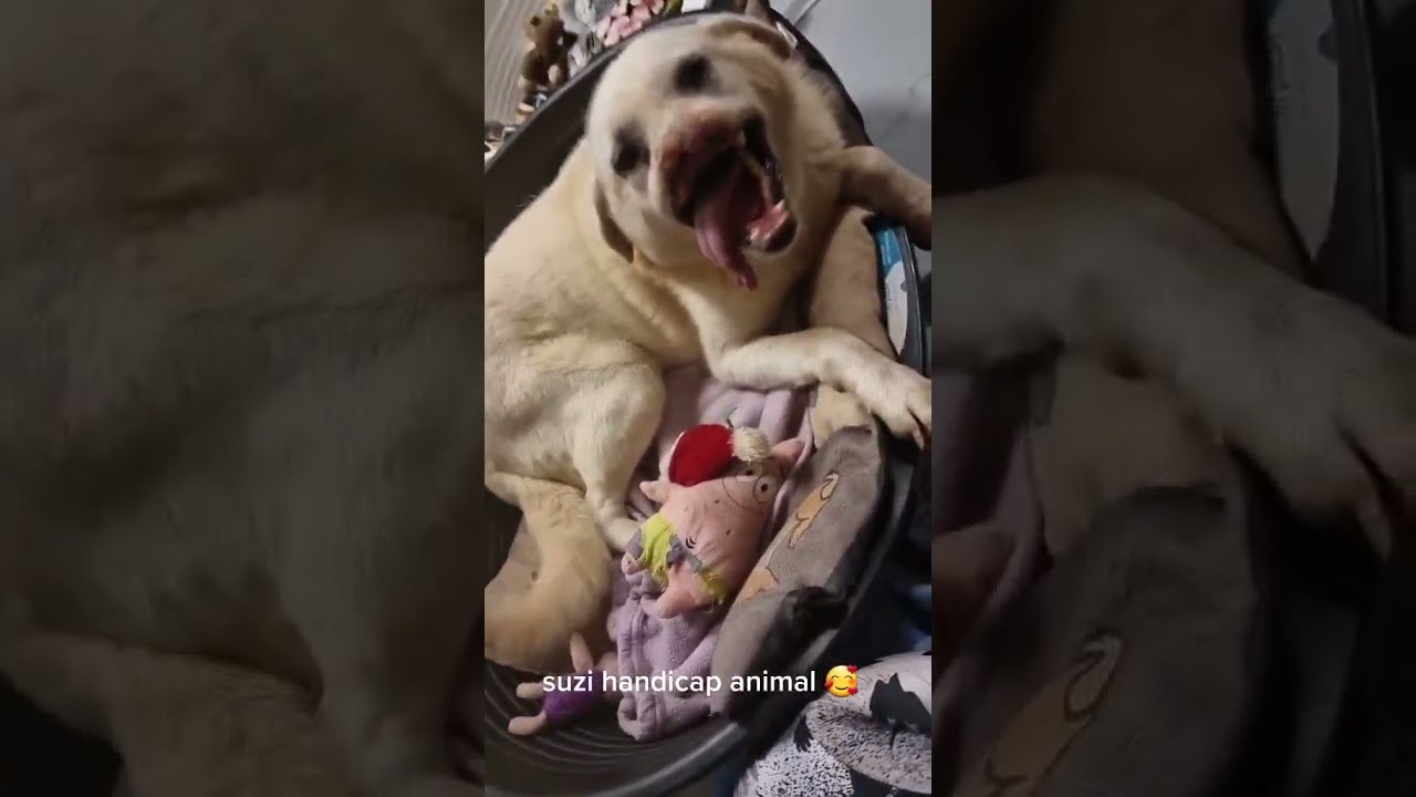 Ce Chien S Est Pris Un Coup De Hache