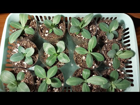 ЭУСТОМЕ 2 МЕСЯЦА 🌱/ЧЕМ ОПАСЕН ПЕРЕДОЗ УДОБРЕНИЙ ДЛЯ РАЗВИТИЯ КОРНЕВОЙ🤷‍♀️