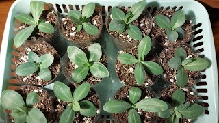 ЭУСТОМЕ 2 МЕСЯЦА 🌱/ЧЕМ ОПАСЕН ПЕРЕДОЗ УДОБРЕНИЙ ДЛЯ РАЗВИТИЯ КОРНЕВОЙ🤷‍♀️