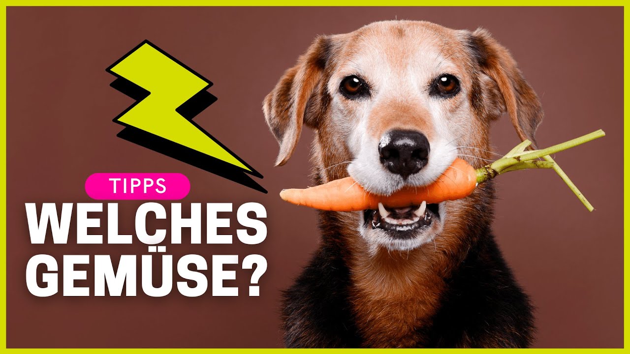 Welches Gemüse dürfen Hunde essen (und welches niemals) ? YouTube