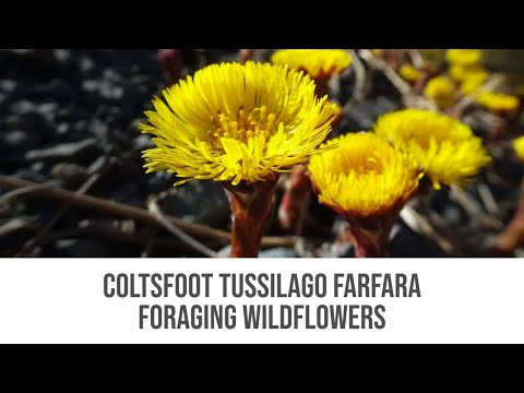 Video: Benefits Of Coltsfoot Fertilizer - Alimentación de plantas con té Coltsfoot