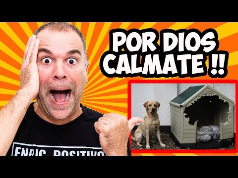 Video: Cómo calmar a varios perros