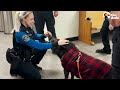 Pig Causes A 911 Call And Becomes A Local Celebrity | The Dodo