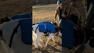 Walkin #ox #oxen