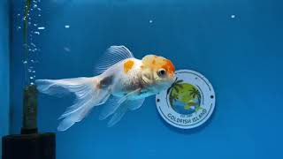 Goldfish Island Sku 1015to00rw455tb6f1