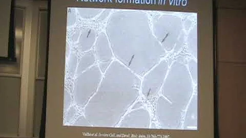Endothelial Cell Network Assembly on Soft Subtrates