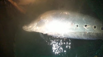 @câu cá THÁC LÁC CƯỜM đêm bằng mồi cá lồng tông dính nhiều cá | thachvantam