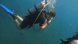 Bali Salps Sea Gs In The Water