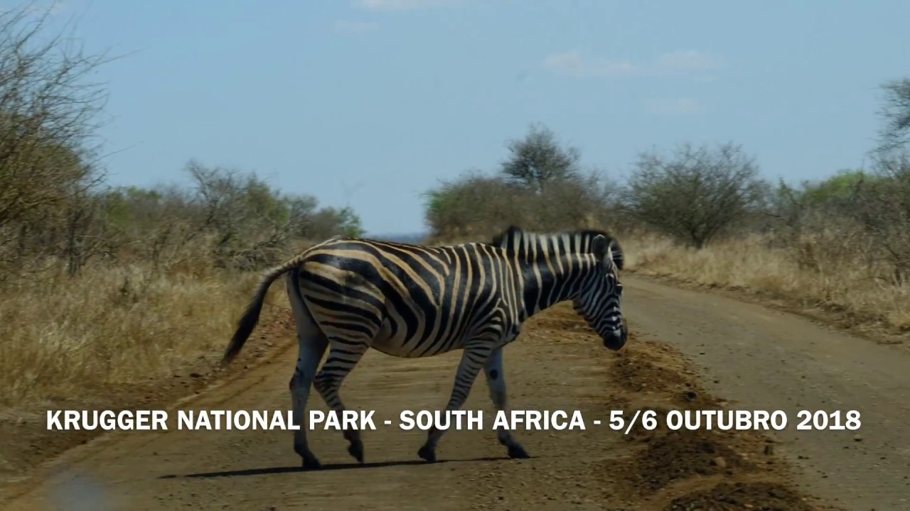 KRUGGER NATIONAL PARK OCTOBER 2018 (SONIA/CARLOS) - YouTube