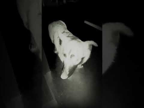 Video: Omistajien Ulkopuolella Jätetty Koira Kuolee Pakkasessa
