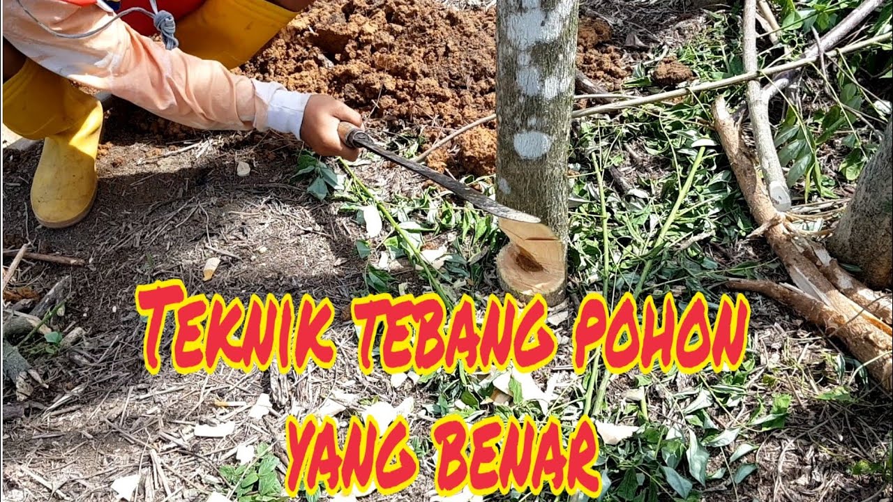 Cara dan teknik menebang  pohon  yang benar YouTube