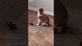 Super Cat fights with another cat - Daily Cat 🐾 Love Cats!