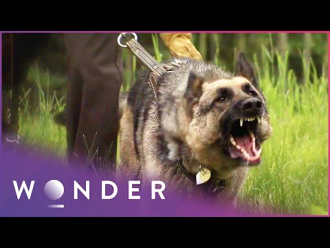 PET HEROES - POLICE DOG TRACKS DOWN AND CATCHES WANTED CRIMINALS