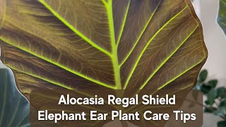 How to Care for Alocasia Regal Shield? Simple Tips for Elephant Ear Houseplant