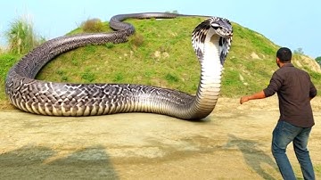 Anaconda Snake Attack In Real Life | Part 15 | Snakes