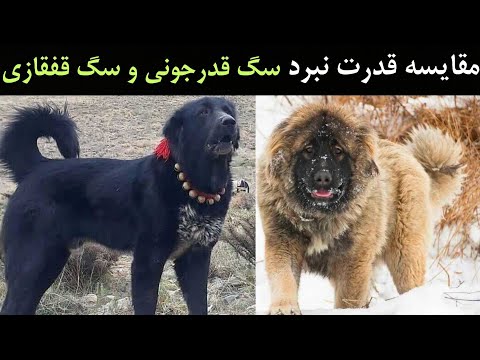مقایسه قدرت نبرد سگ قدرجونی و سگ قفقازی