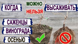 видео: 🍇 Не ошибись! Когда МОЖНО, а когда НЕЛЬЗЯ  ОСЕНЬЮ высаживать САЖЕНЦЫ ВИНОГРАДА на постоянное место. картинка: 🍇 Не ошибись! Когда МОЖНО, а когда НЕЛЬЗЯ  ОСЕНЬЮ высаживать САЖЕНЦЫ ВИНОГРАДА на постоянное место.