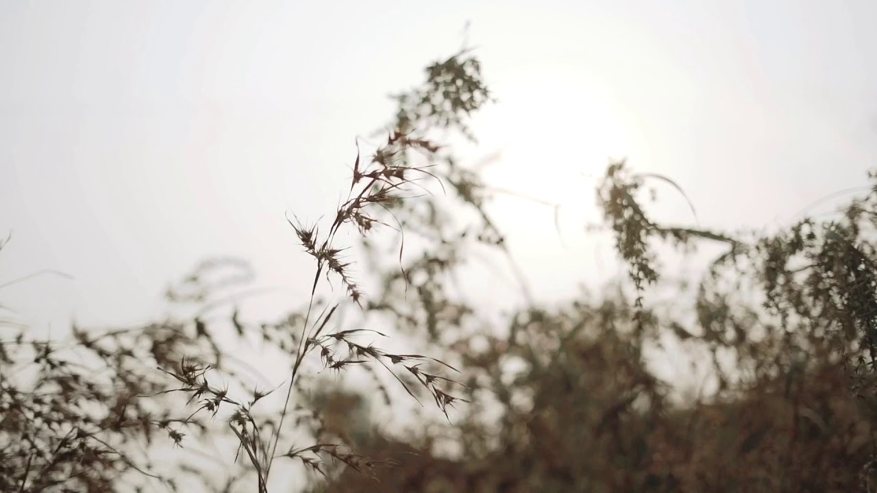 Ankur & Radha | Pre-wedding intro | 