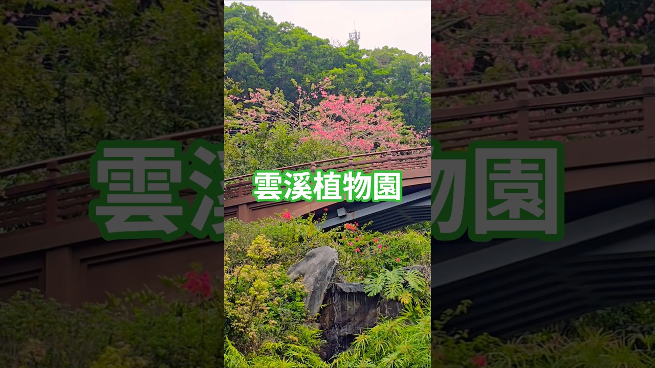 #雲溪植物園#廣州#落羽松