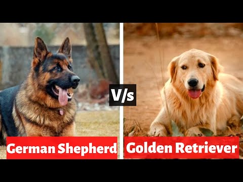 Golden Retriever vs. German Shepherd [Research]