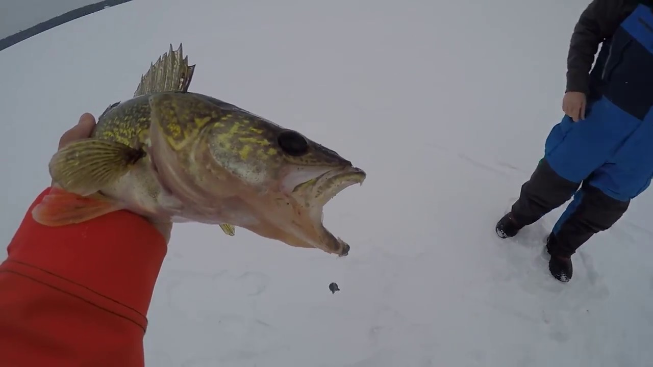 Northwoods Walleye and Perch YouTube