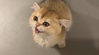 20 Minutes Of Cat Meowing (WARNING TO MUCH CUTENESS)