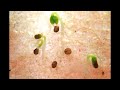 Time Lapse of Tobacco (Nicotiana tabacum) Seed Germination