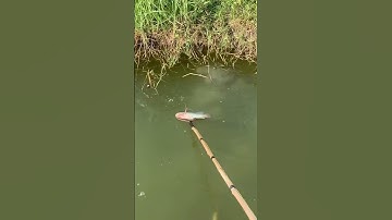 Kích trúng ổ cá rô phi đồng siêu khủng💥🤩😎😁#kichca #kichcadientu