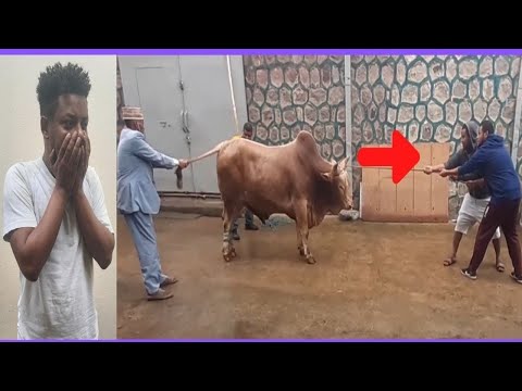 ቪዲዮ: በሬው ለምን እያለም ነው?