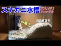スナガニ 飼育 水 123638-スナガニ 飼育 水道水