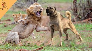 Turkish Kangal Vs Aslan (Lion) Çene Kuvveti Aslandan Daha Güçlüdür Bite Force #lion #kangal #köpek