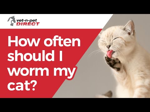 Video: Kunnen katten ontwormd worden?